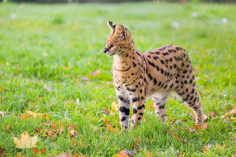 A male serval, Leptailurus serval, stands on a green meadow