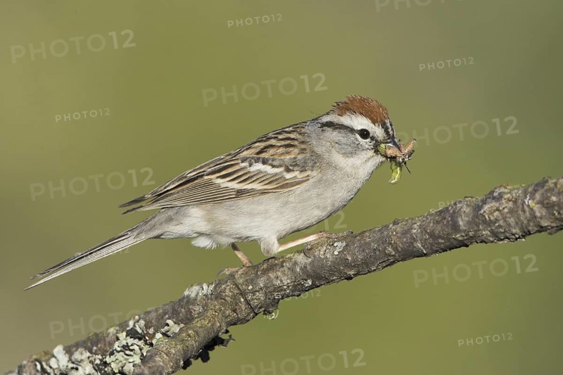 Chipping Sparrow (Spizella passerina), British Columbia, Canada