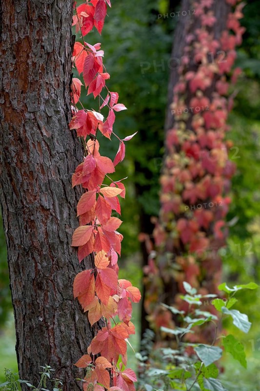 Maiden five-leaf grapes. Krasnodar. Russia