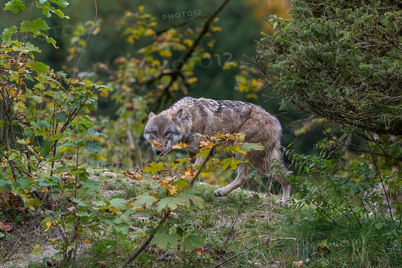 One submissive eurasian gray wolf (Canis lupus lupus) walking up a hill on green grass with a forest in fall colours in the background