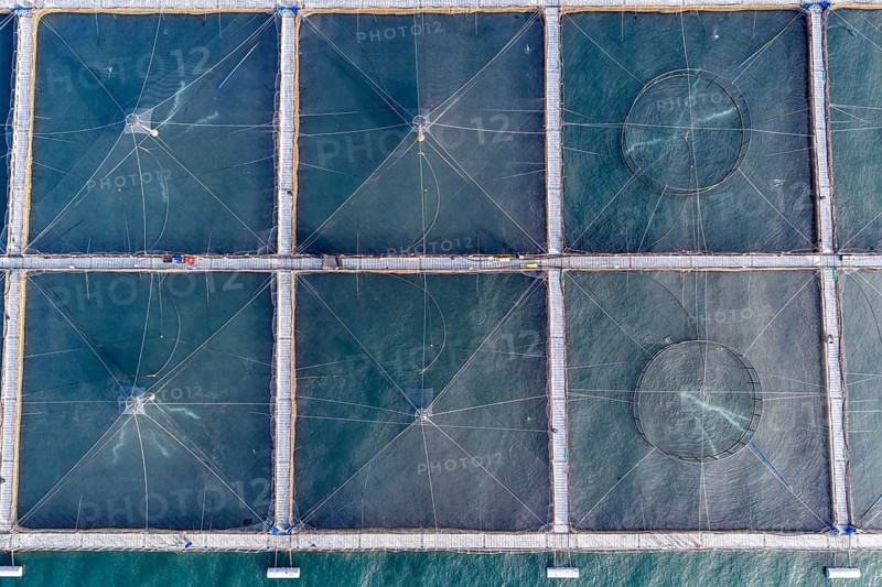 Salmon farm north of El Chaiten, top-down aerial view, Chile