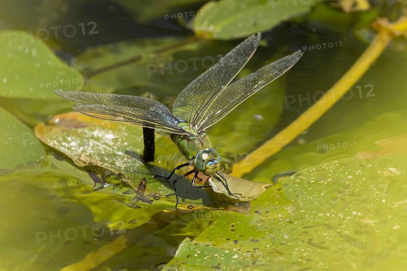 Emperor dragonfly (Anax imperator) adult female insect on a water lily leaf laying eggs in a pond in the summer, England, United Kingdom