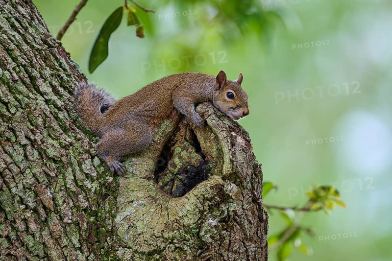 American grey squirrel (Sciurus carolinensis), lying on a gnarled protuberance of a tree, in a green environment, Pembroke Pines, Florida, USA
