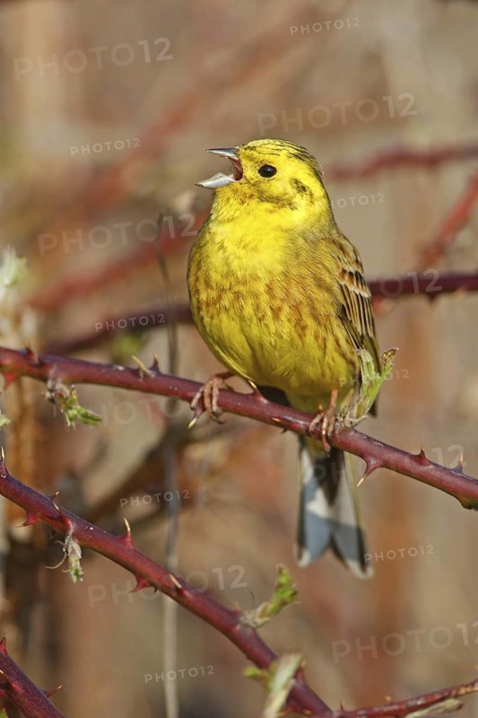 Yellowhammer (Emberiza citrinella) singing, Rhineland-Palatinate, Germany