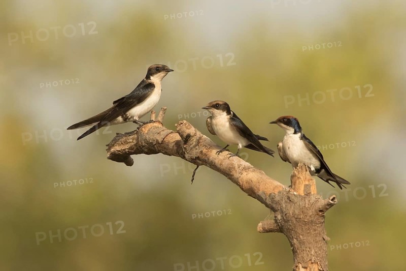 Wire-tailed Swallow (Hirundo smithii), Gambia