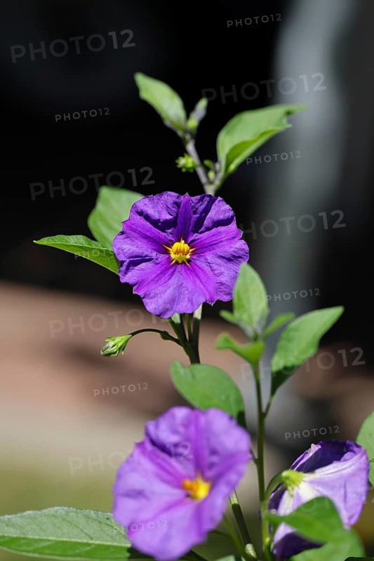 Blue potato tree (Lycianthes rantonnetii), gentian tree, flowering, Wilnsdorf, North Rhine-Westphalia, Germany