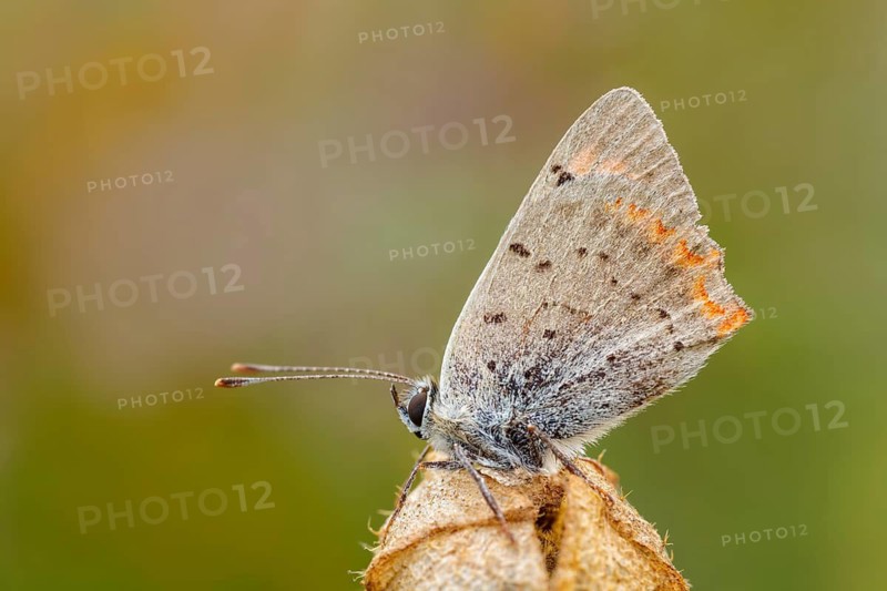 Kleiner Feuerfalter, Lycaena phlaeas Small Copper, American Copper, Common Copper, Lycaena phlaeas