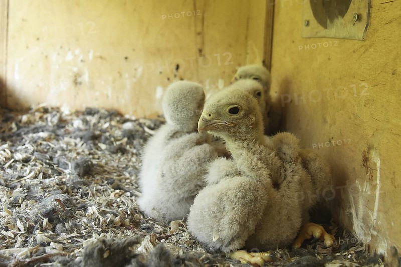 Common Kestrel (Falco tinnunculus) chick, Lower Saxony, Germany