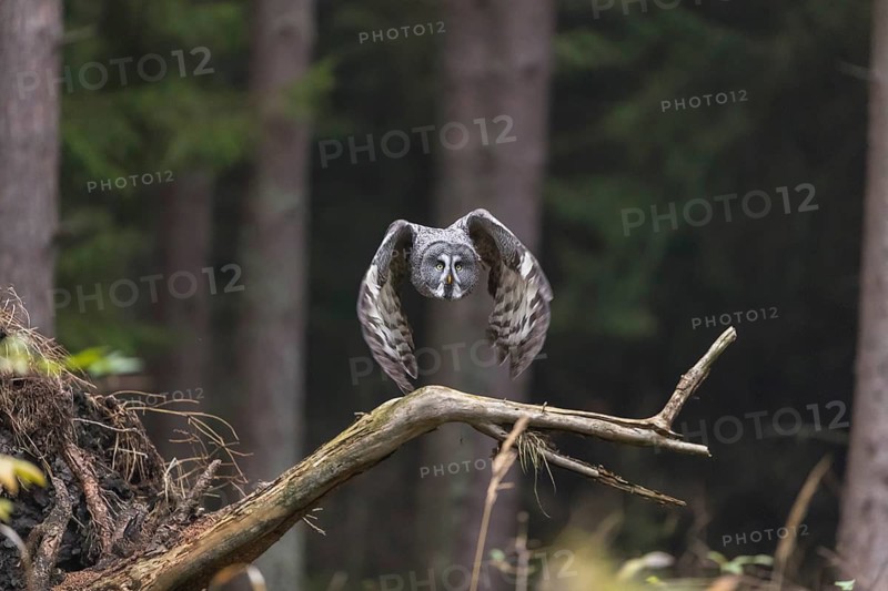 One great grey owl (Strix nebulosa) flying through a spruce forest