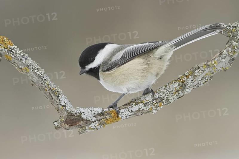 Black-capped Chickadee (Poecile atricapillus), Ontario, Canada