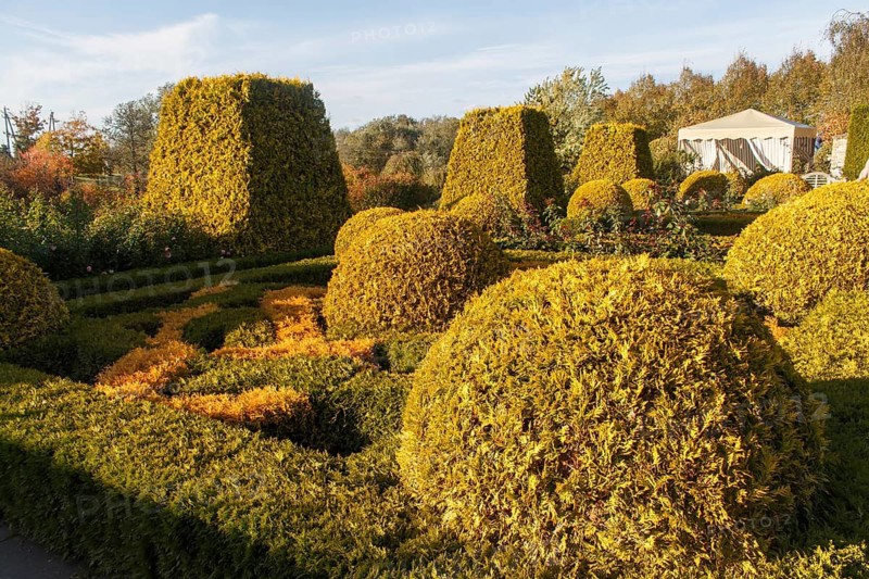 Cottage garden with topiary, hedges, trimmed bushes. Modern landscape design