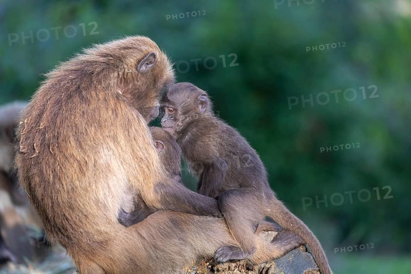 One female with 2 baby Gelada (Theropithecus gelada), or bleeding-heart monkey sitting on a log, playing and grooming. A green forest in the background