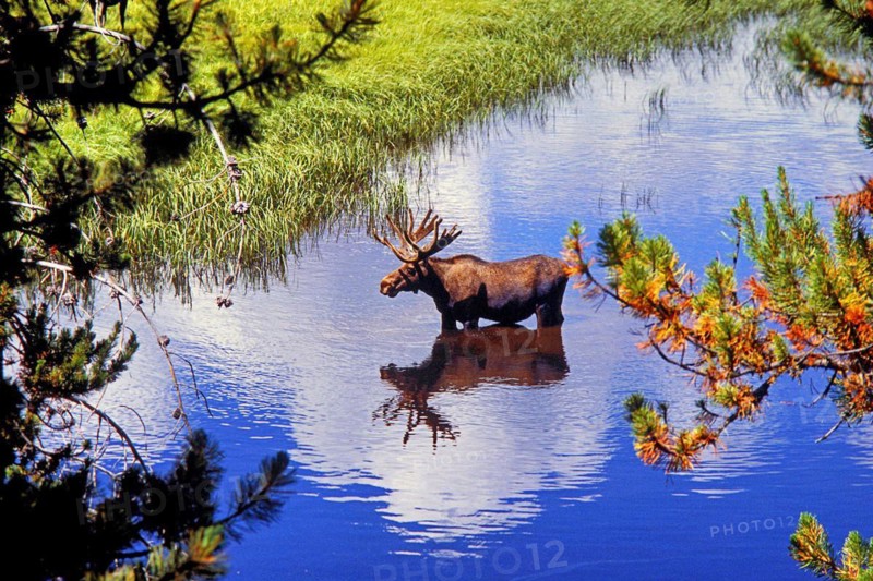 Moose, North America: Moose, Yellowstone Park, oldest national park in the world, Wyoming, USA