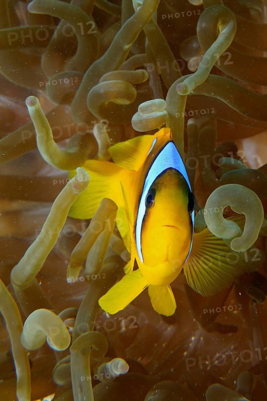 Red sea anemonefish (Amphiprion bicinctus)
