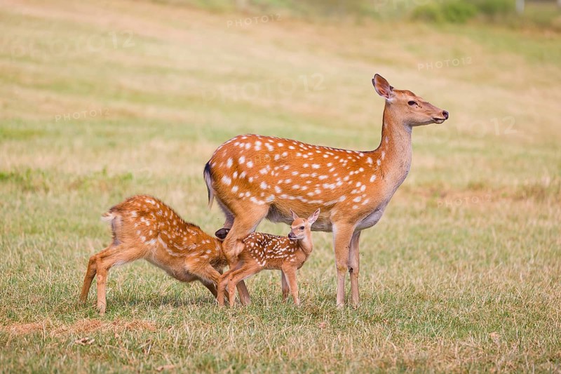 A Dybowski calf (Cervus nippon hortulorum) stands close to its mother in a green meadow while an older calf is suckled by her