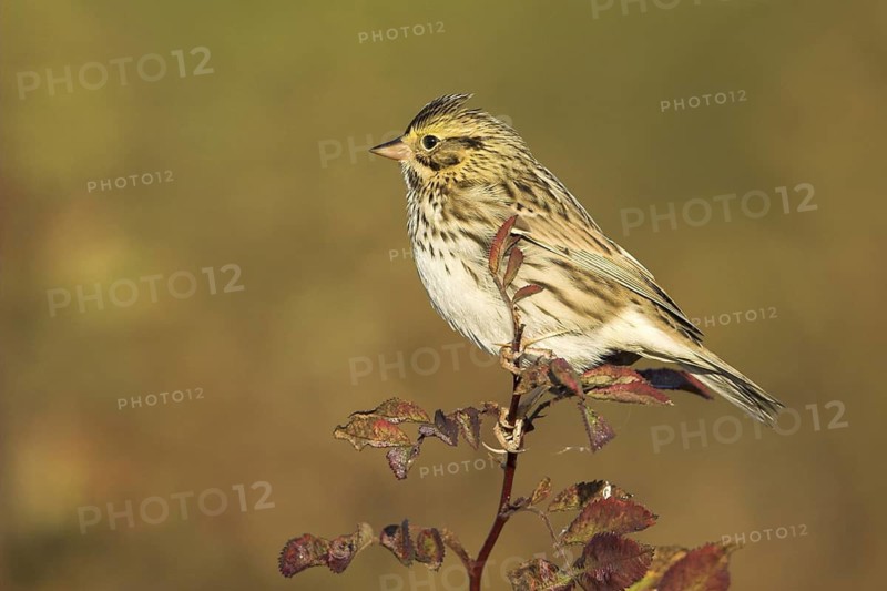Savannah Sparrow (Passerculus sandwichensis), British Columbia, Canada