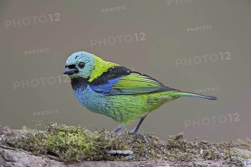 Green-headed Tanager (Tangara seledon)