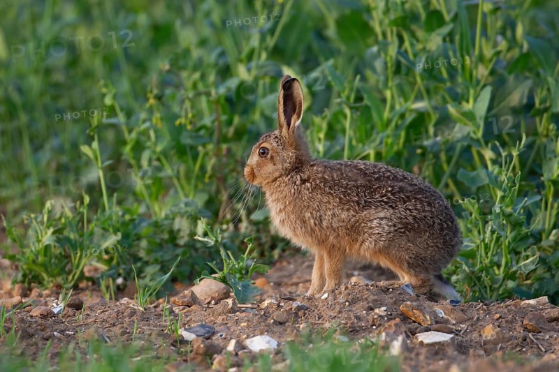 European brown hare (Lepus europaeus) juvenile baby leveret animal in a farmland field in the summer, England, United Kingdom