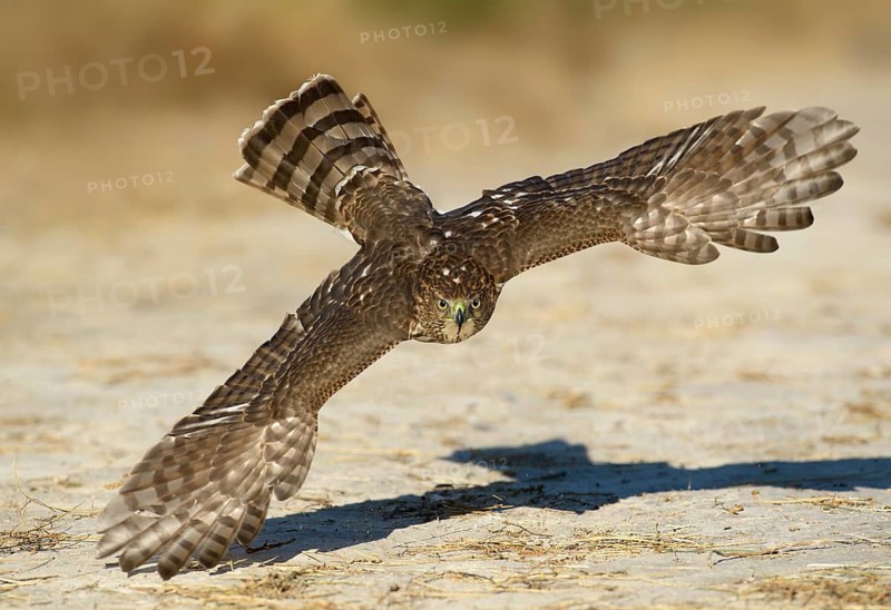 Cooper's Hawk (Accipiter cooperii) flying, Texas, USA