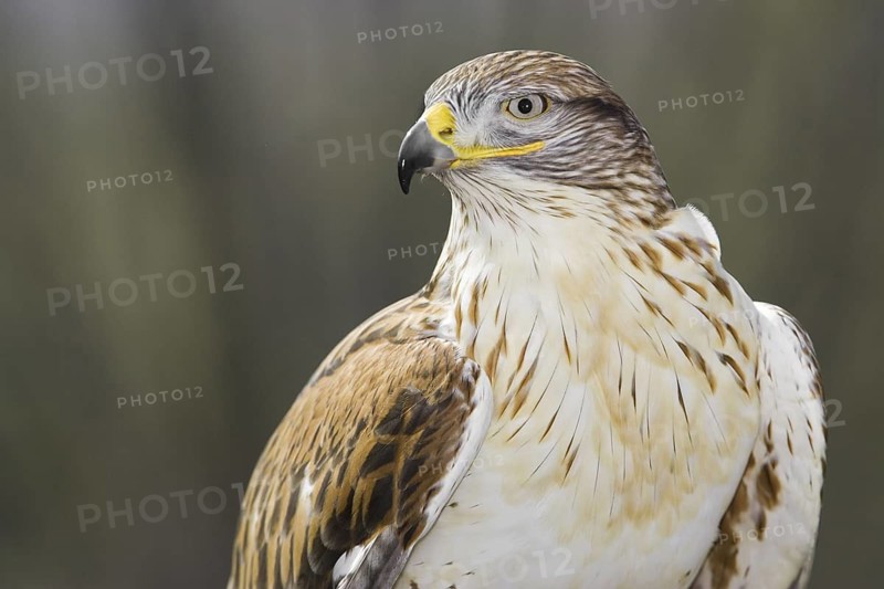 Ferruginous Hawk (Buteo regalis), Arizona, USA