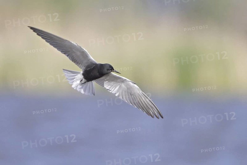 Black Tern (Chlidonias niger) flying, Manitoba, Canada