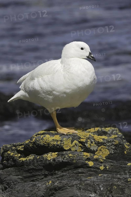 Kelp Goose (Chloephaga hybrida) male, Falkland Islands