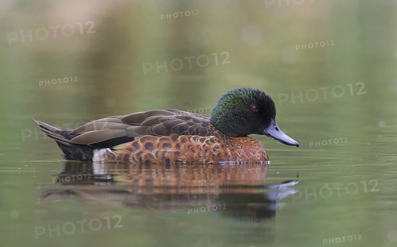 Chestnut Teal (Anas castanea) male, Victoria, Australia
