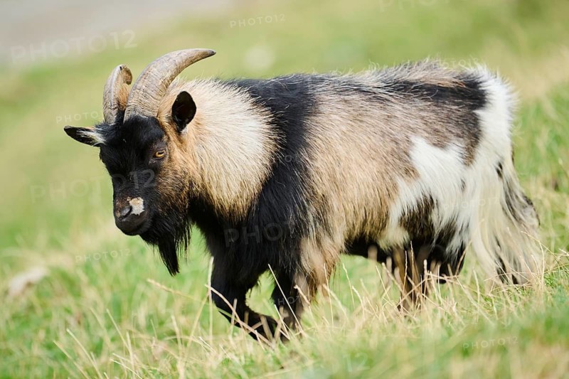 Domestic goat (Capra hircus), walking on a meadow, wildlife Park Aurach near Kitzbuehl, Austria