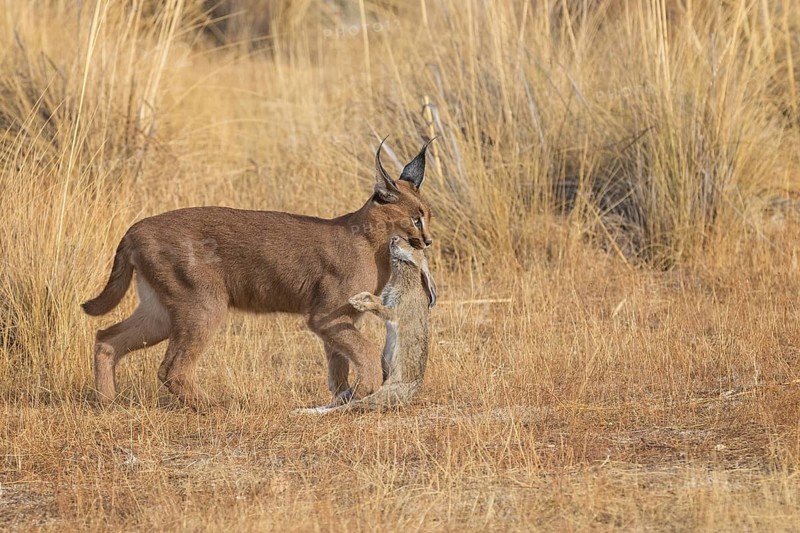 Caracal (Caracal caracal) adult hunting Iberian Hare (Lepus granatensis), Castile-La Mancha, Spain