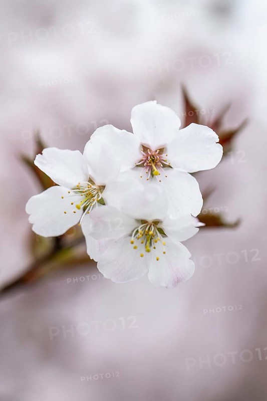March cherry (Prunus incisa), Emsland, Lower Saxony, Germany