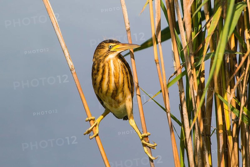 Little Bittern (Ixobrychus minutus) juvenile, Thuringia, Germany