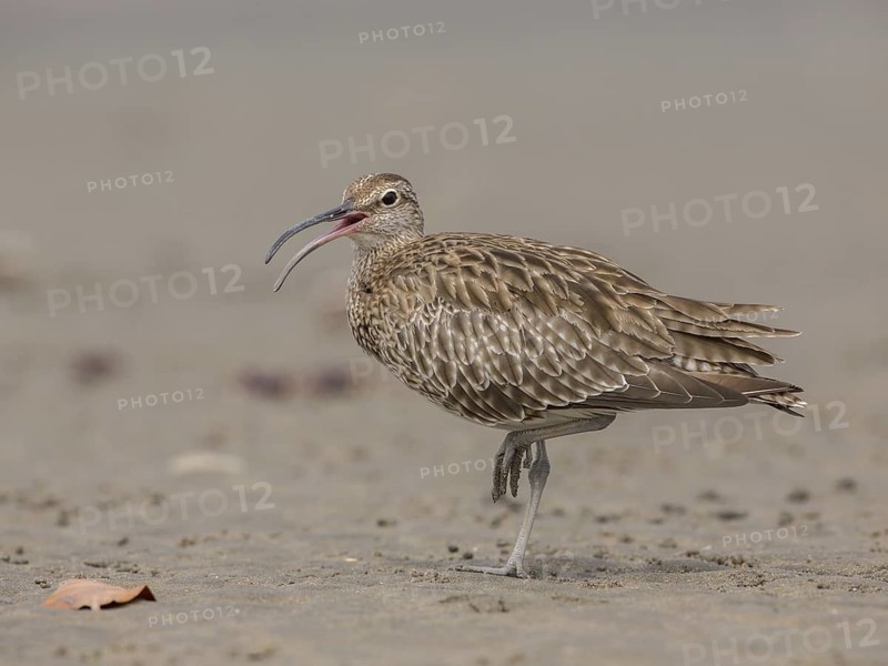 Whimbrel (Numenius phaeopus), Gambia