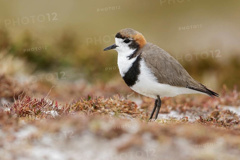 Two-banded Plover (Charadrius falklandicus) perched on the ground in the Falkland Islands
