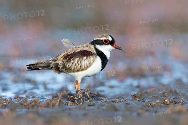 Black-fronted Dotterel (Elseyornis melanops), Victoria, Australia