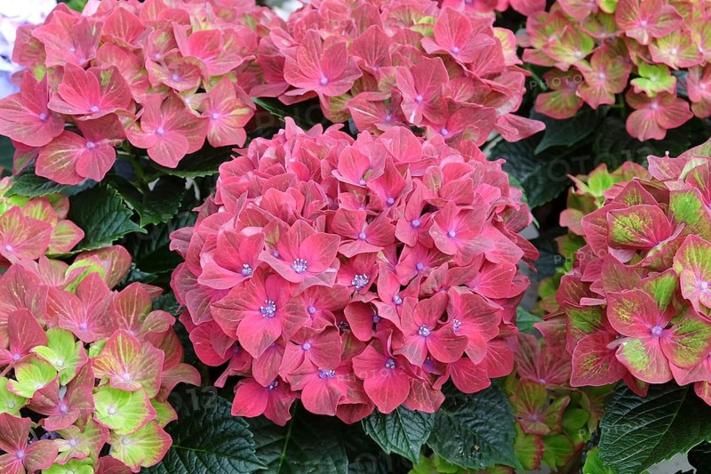 Garden hydrangea (Hydrangea macrophylla SAXON ® SCHLOSS WACKERBARTH), Kühne young plants, Germany