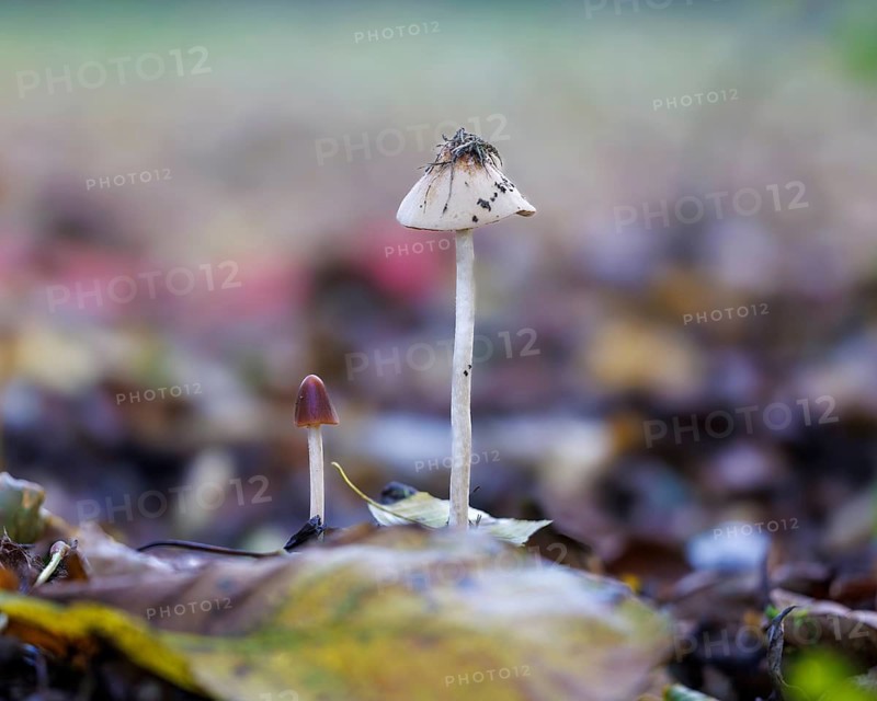 Helminths (Mycena), Germany