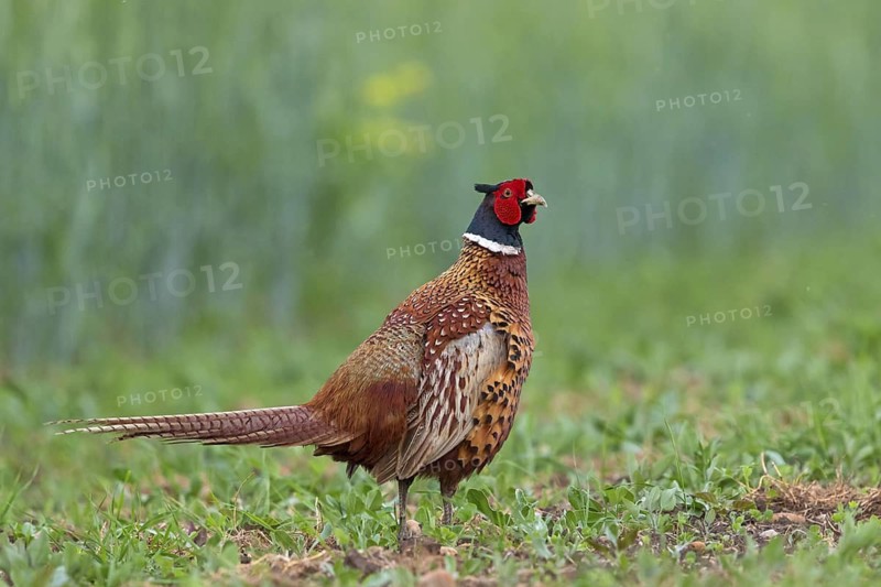 Pheasant, (Phasianus colchicus), animals, birds, fowl, cock, male, Lake Neusiedl, Illmitz, Burgenland, Austria