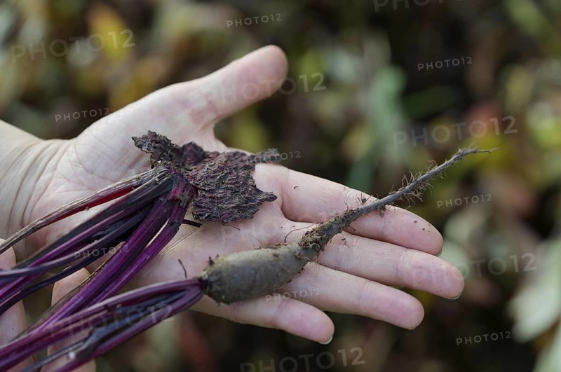 Young beets eaten by pests. agricultural damage