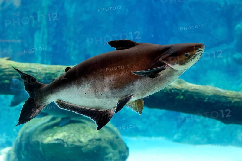 Mekong giant catfish (Pangasianodon gigas), adult, swimming, Southeast Asia