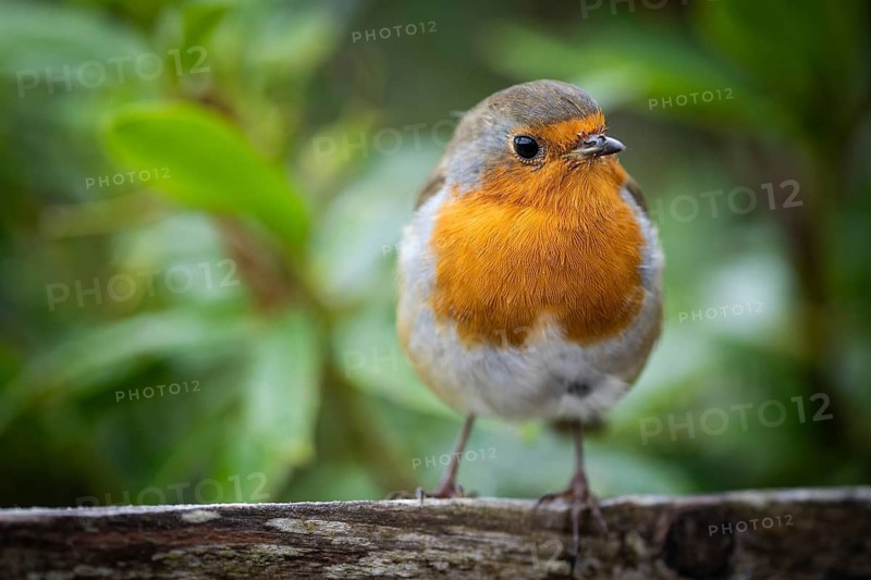 Robin (Erithacus rubecula) on a branch, Scotland, Great Britain