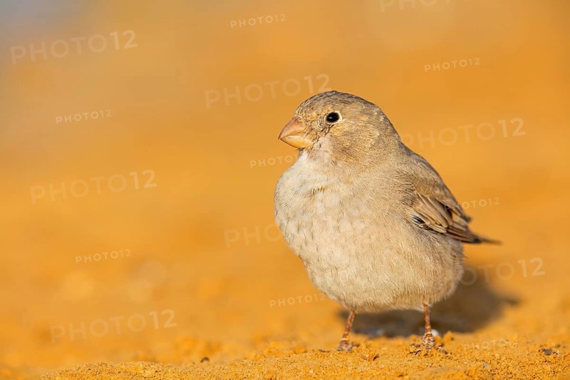 Wüstengimpel, Trumpeter Finch, Rhodopechys githaginea, Roselin githagine, Bouvreuil githagine, Camachuelo Trompetero