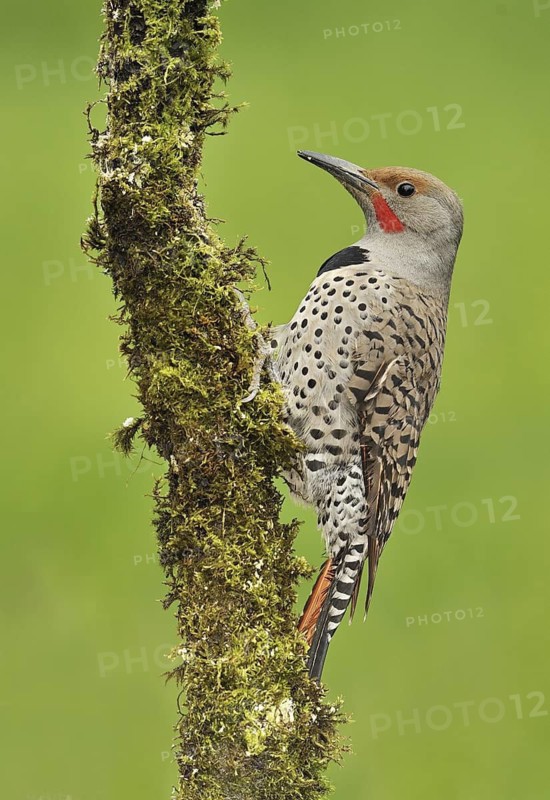 Northern Flicker (Colaptes auratus), British Columbia, Canada
