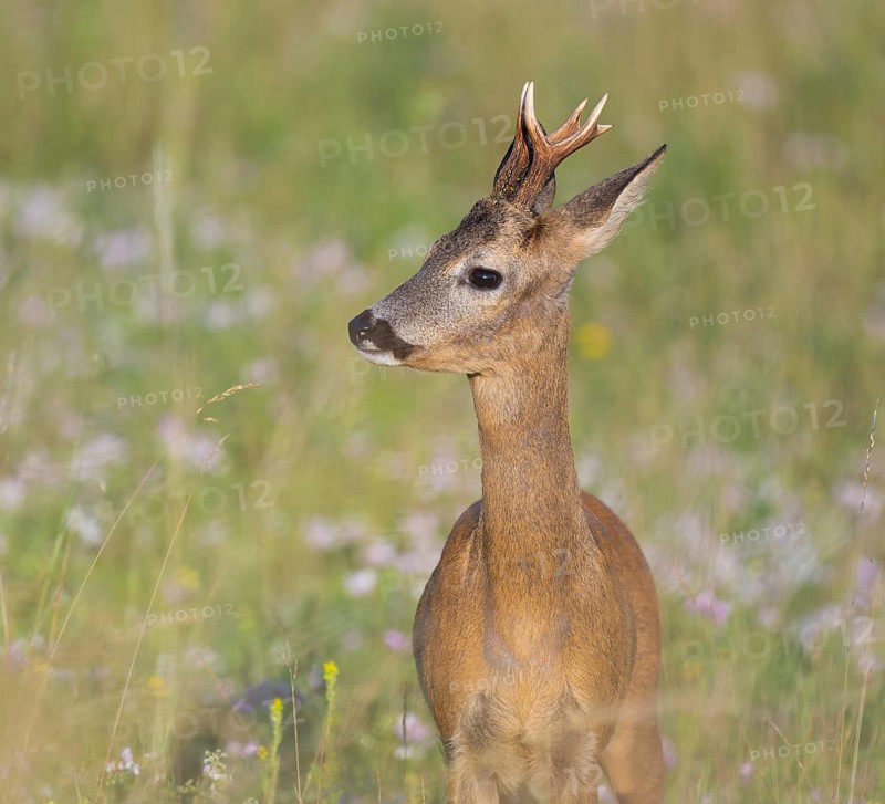 Roe deer (Capreolus capreolus), roebuck standing in a meadow, wildlife, Thuringia, Germany
