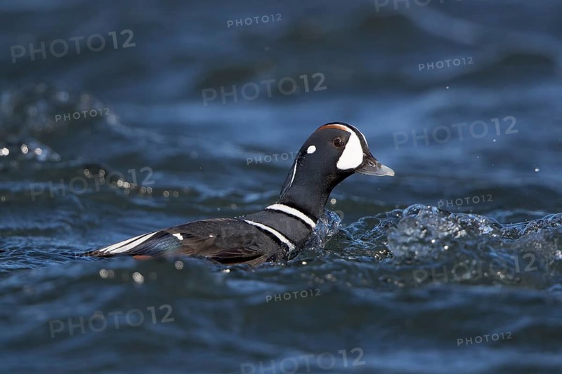 Harlequin Duck (Histrionicus histrionicus) male, Myvatn, Iceland