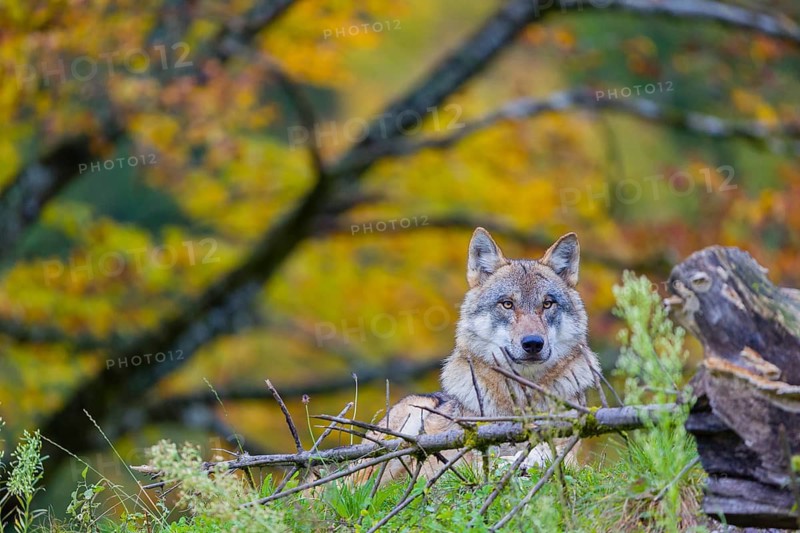 One eurasian gray wolf (Canis lupus lupus) stands on a hill, observing the area. A forest in fall colours in the background