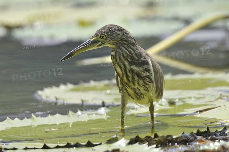 Indian Pond Heron (Ardeola grayii), Kerala, India
