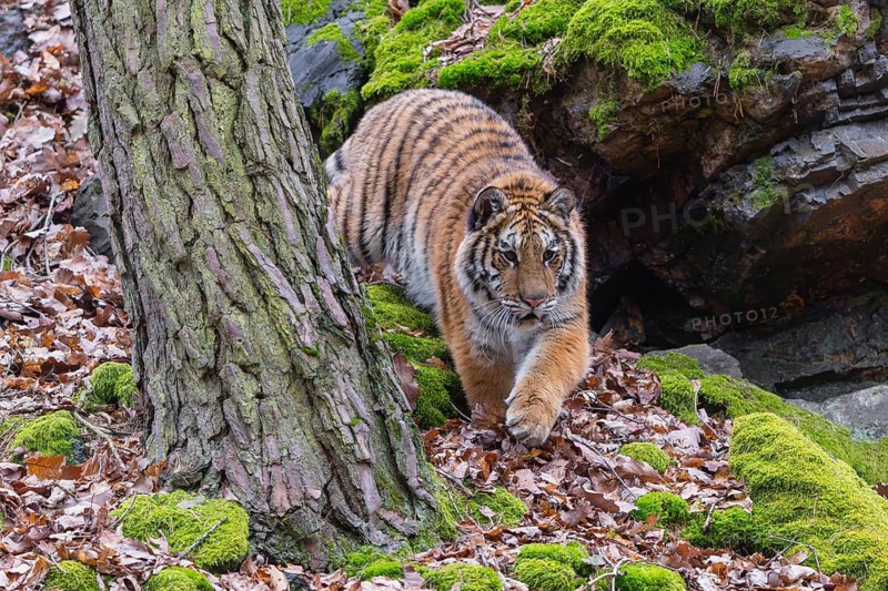 One young female Siberian Tiger, Panthera tigris altaica, walking between rocks in a forest