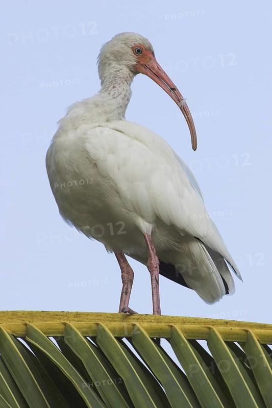 American White Ibis (Eudocimus albus), Costa Rica