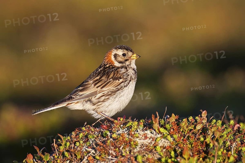 Lapland Longspur (Calcarius lapponicus) female, Finnmark, Norway