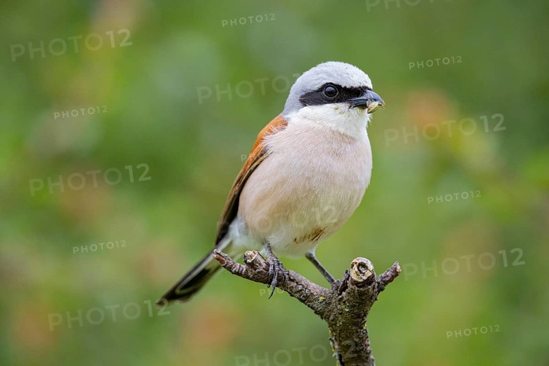 Red-backed shrike (Lanius collurio) ml Germany